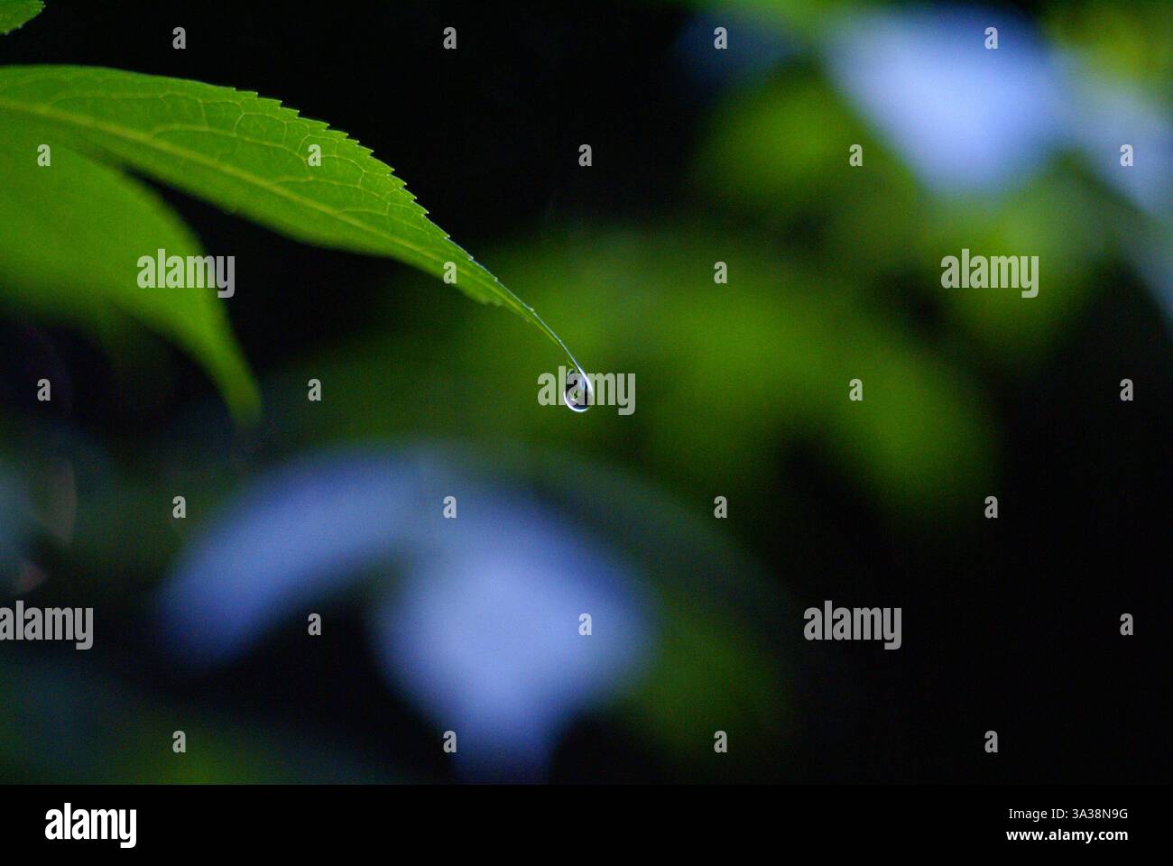 Goccia di pioggia Foto Stock