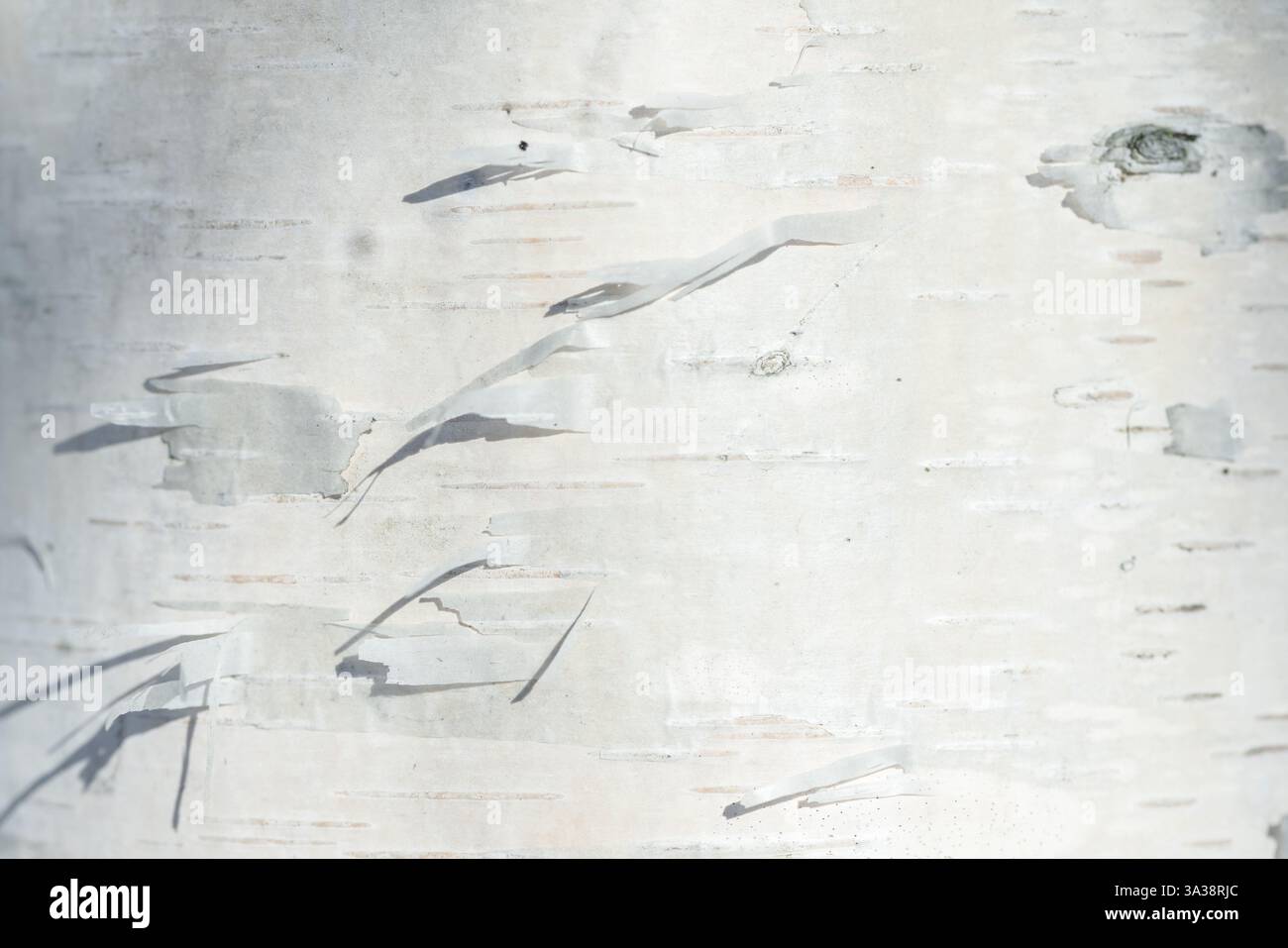 Primo piano dettagliato della corteccia di colore chiaro di un albero di betulla che mostra la sua struttura e i suoi motivi unici, la fotografia naturale Foto Stock