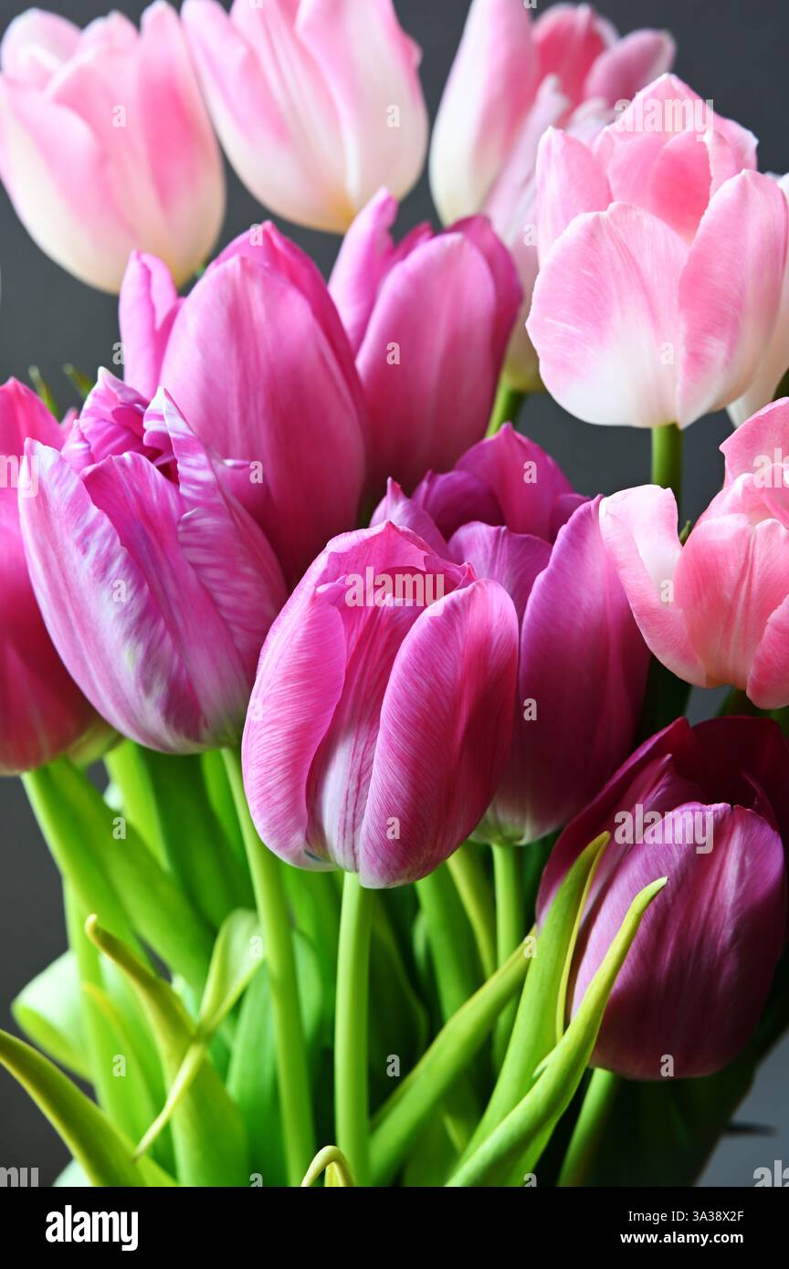 Uno splendido primo piano di un bouquet di tulipani rosa in piena fioritura, che mostra i loro delicati petali e le vivaci sfumature. I toni rosa e magenta tenui cont Foto Stock