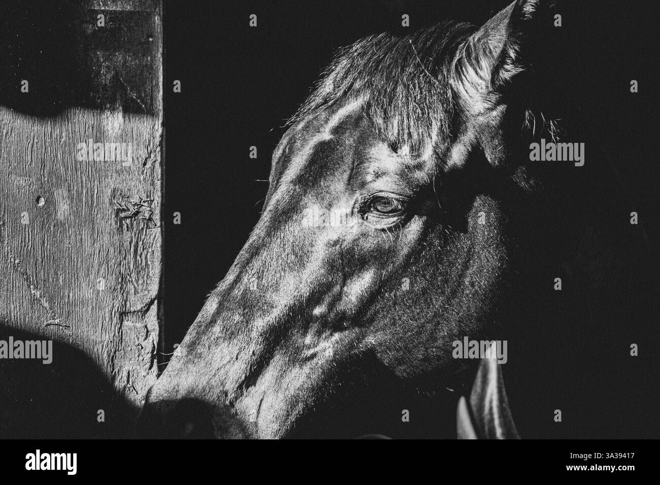 Cavallo scuro in stalla con sfondo scuro e faccia solo alla luce del sole Foto Stock