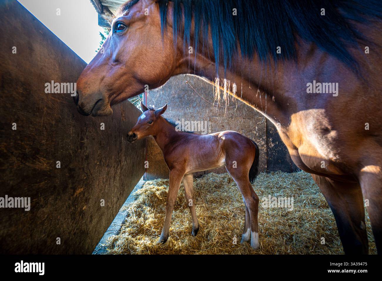Il cavallo madre e il puledro godono del sole in un campo da golf Foto Stock