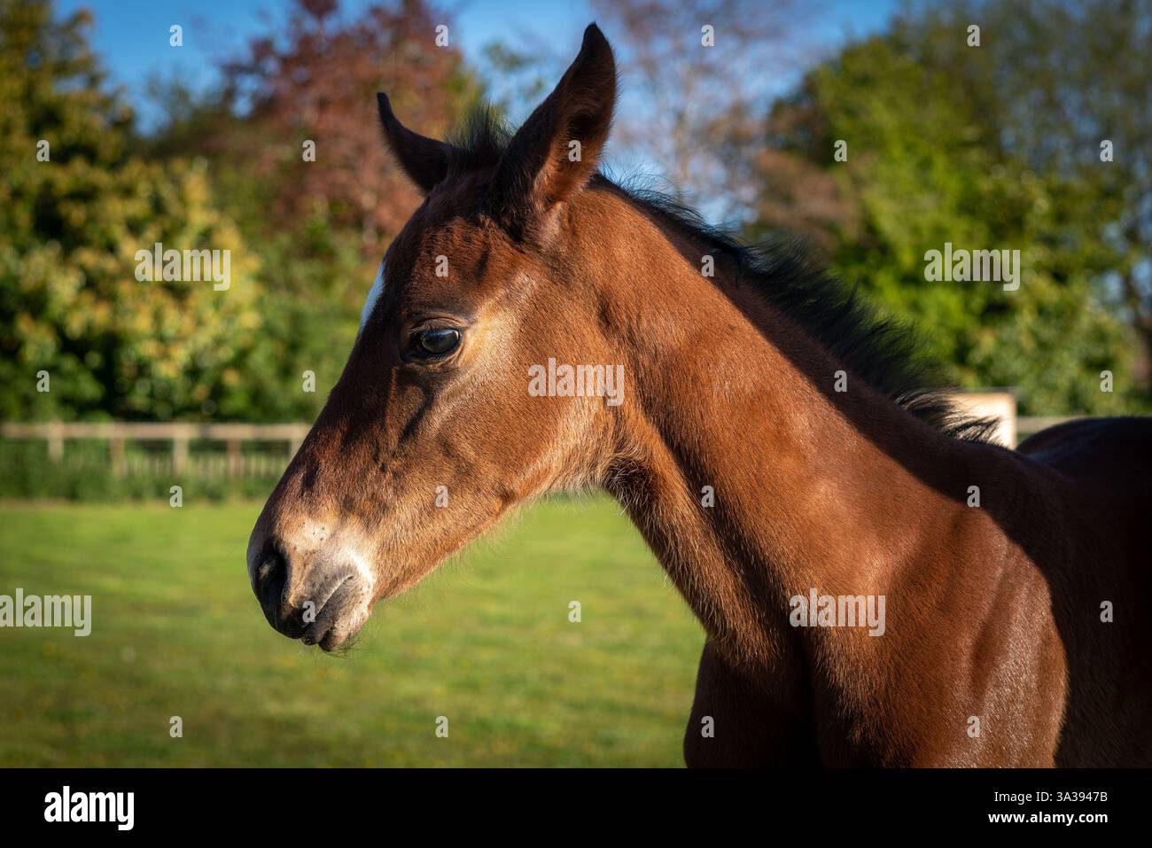 Il cavallo madre e il puledro godono del sole in un campo da golf Foto Stock