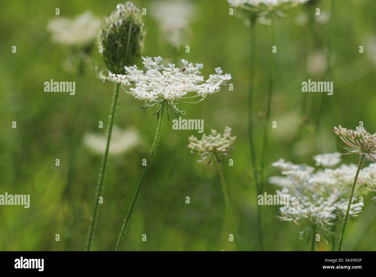 Fiori fioriti di carota selvatica. Daucus carota, i cui nomi comuni includono carote selvatiche, nido di uccelli, pizzi vescovi e pizzi della regina Annes . Foto Stock
