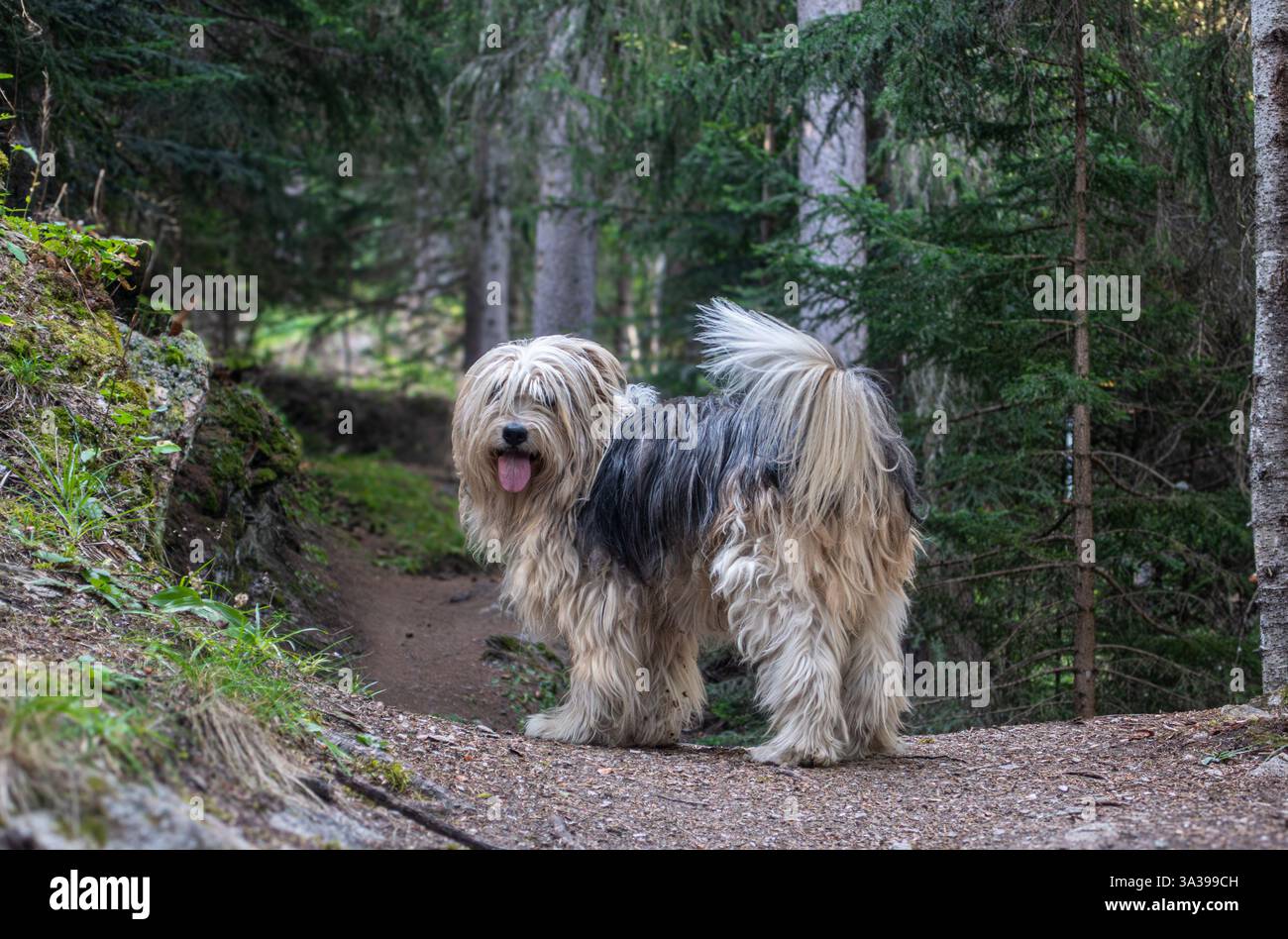 Il cane conduce la passeggiata a Les Combes, Valle d'Aosta, Alpi occidentali, Italia nord-occidentale Foto Stock