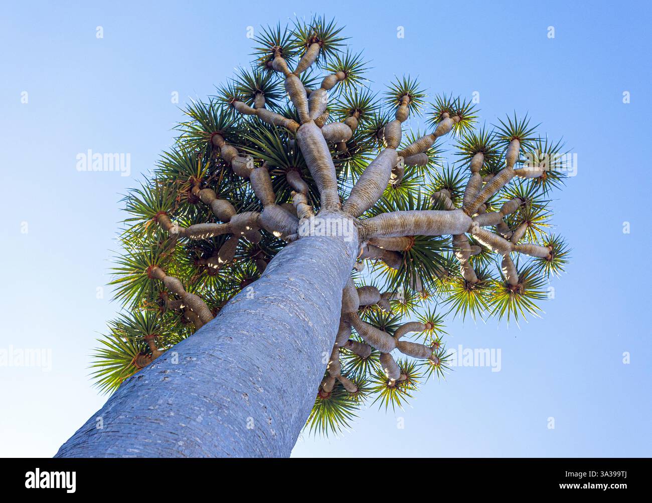 Vista dall'angolo basso di un maestoso albero di drago (dracaena draco) contro un cielo blu cristallino a icod de los vinos, tenerife, Isole canarie Foto Stock