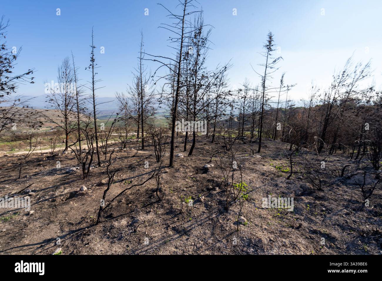 Una foresta nelle montagne della Galilea bruciò dopo il bombardamento di Hezbollah Foto Stock
