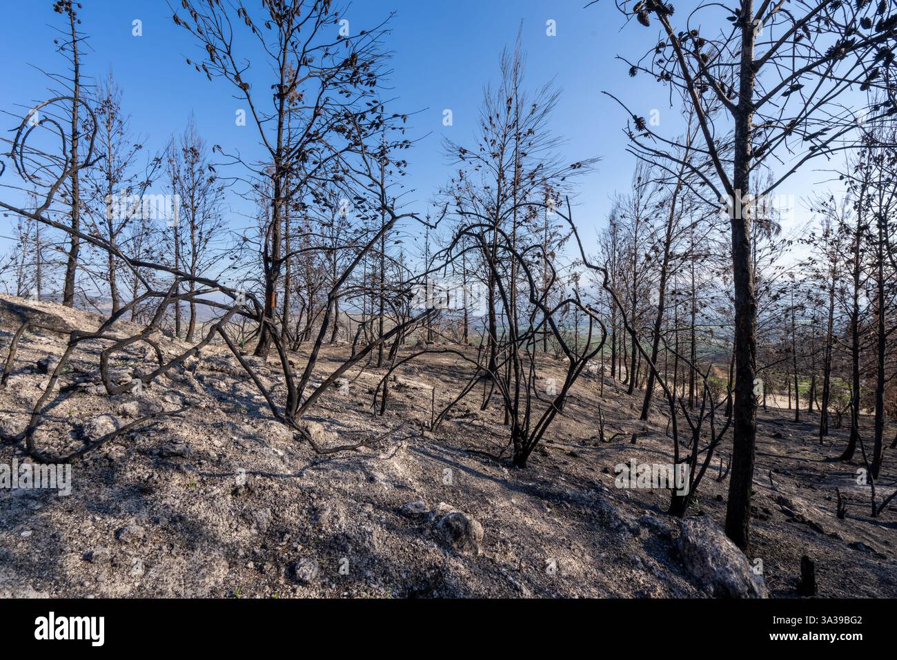 Una foresta nelle montagne della Galilea bruciò dopo il bombardamento di Hezbollah Foto Stock