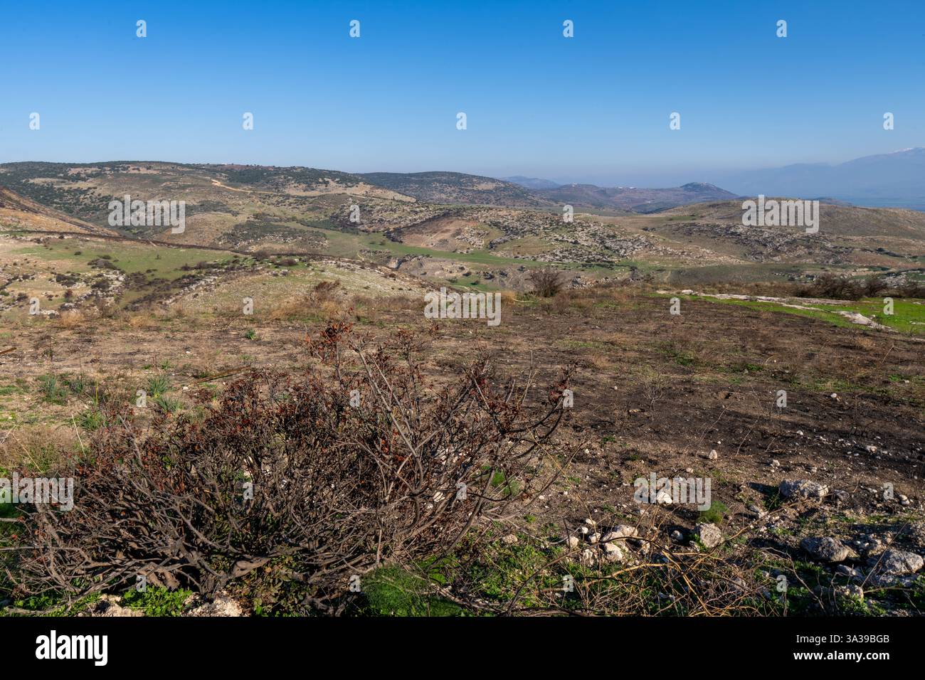 Una foresta nelle montagne della Galilea bruciò dopo il bombardamento di Hezbollah Foto Stock