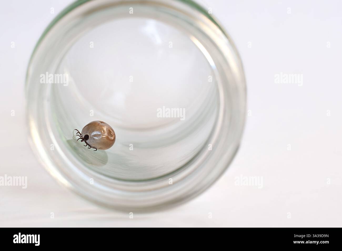 Zecche di cervo catturati che strisciano all'interno di un vaso di vetro aperto, con spazio di copia Foto Stock