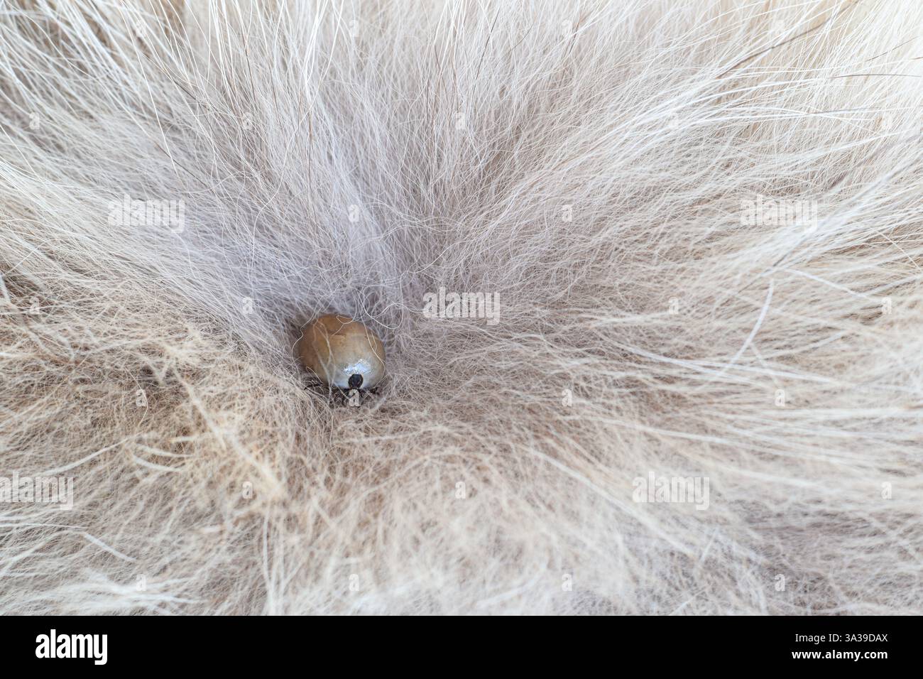 Zecca inglobata all'interno della pelliccia di animale, con spazio per le copie Foto Stock