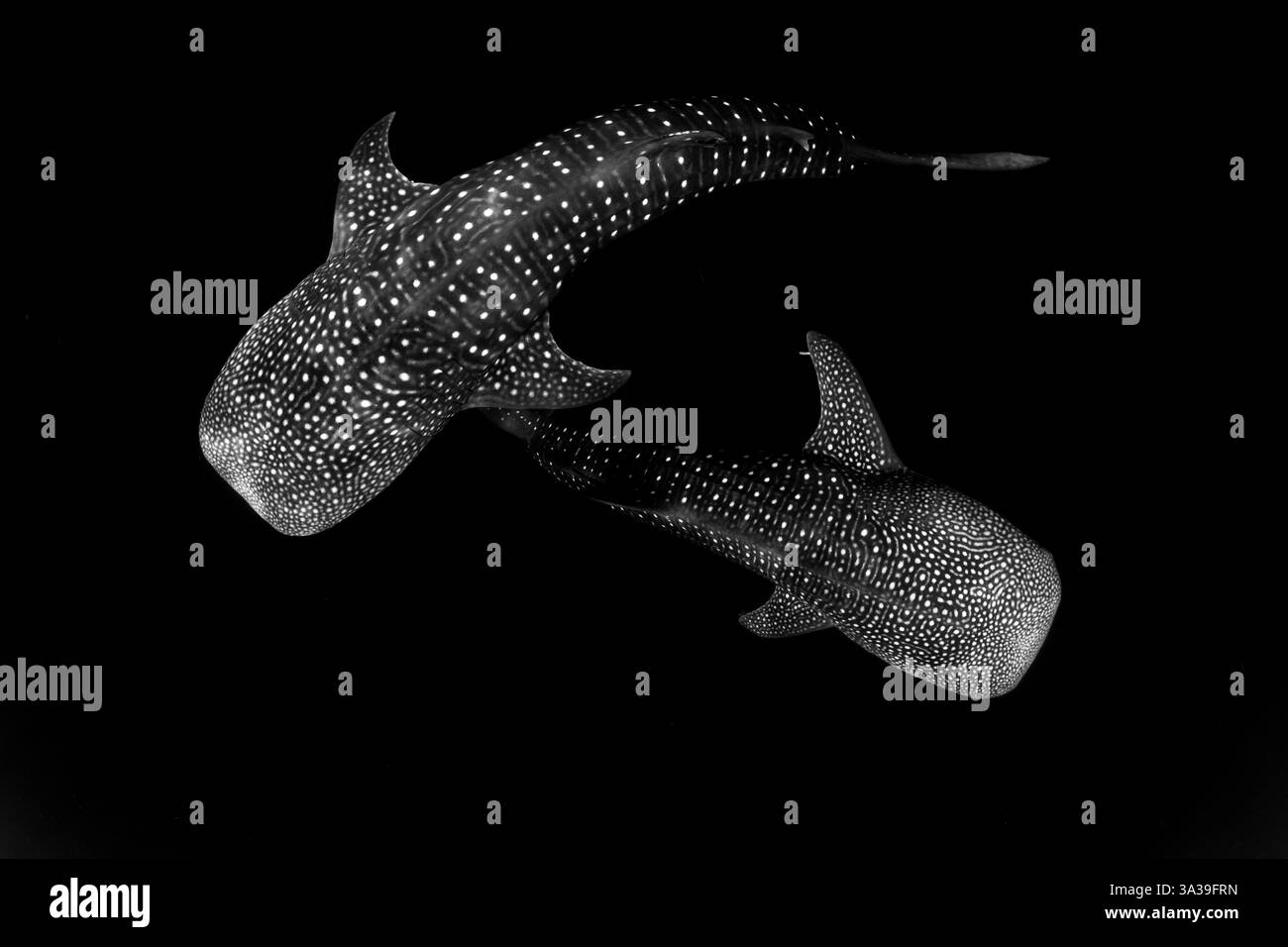 Un paio di grandi squali balena migratori, che nutrono il filtro, Rhincodon typus, nuotano lentamente in acque poco profonde vicino a Gorontolo, Sulawesi settentrionale, Indonesia. Foto Stock