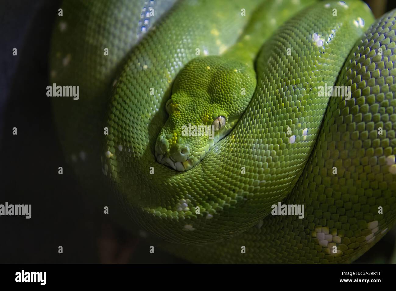 Smeraldo boa constrictor noto anche come boa dell'albero verde. Foto Stock