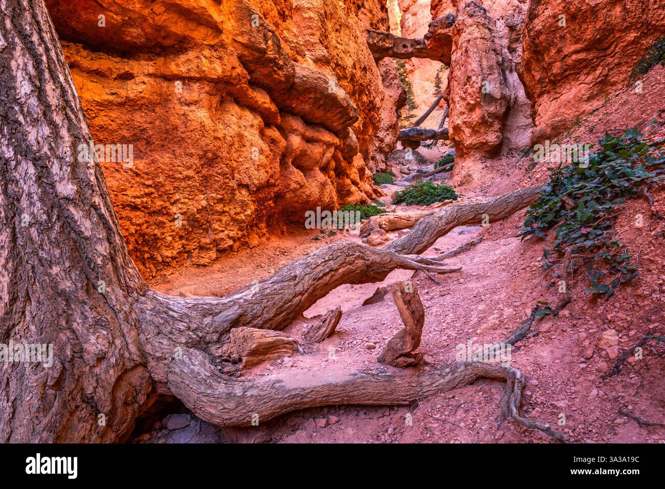 Percorso dei ponti gemelli, sull'anello Navajo nel Bryce Canyon National Park, Utah Foto Stock
