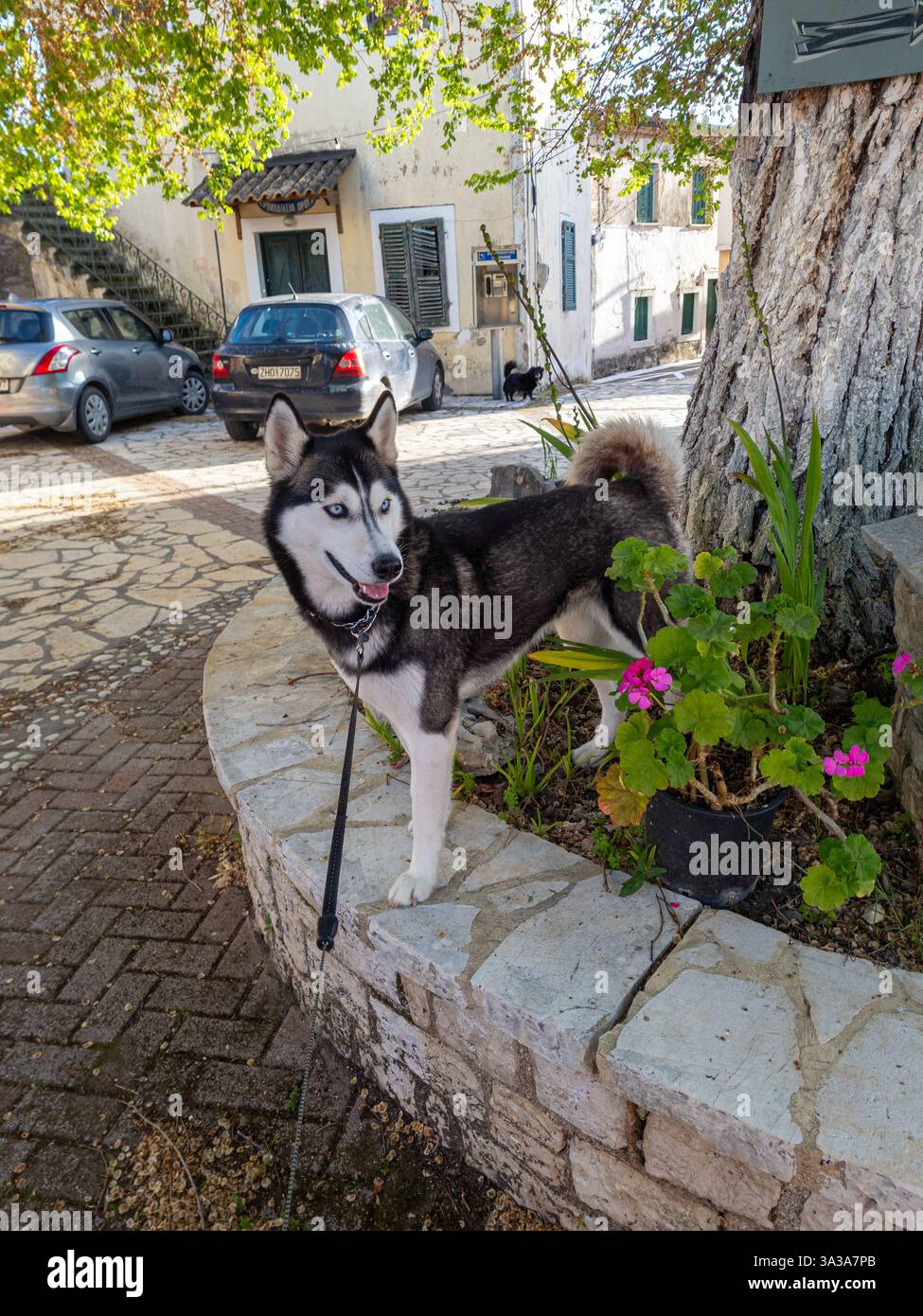 Vaso Da Fiori In Resina Da 1 Pezzo, Fioriera A Forma Di Husky Carino
