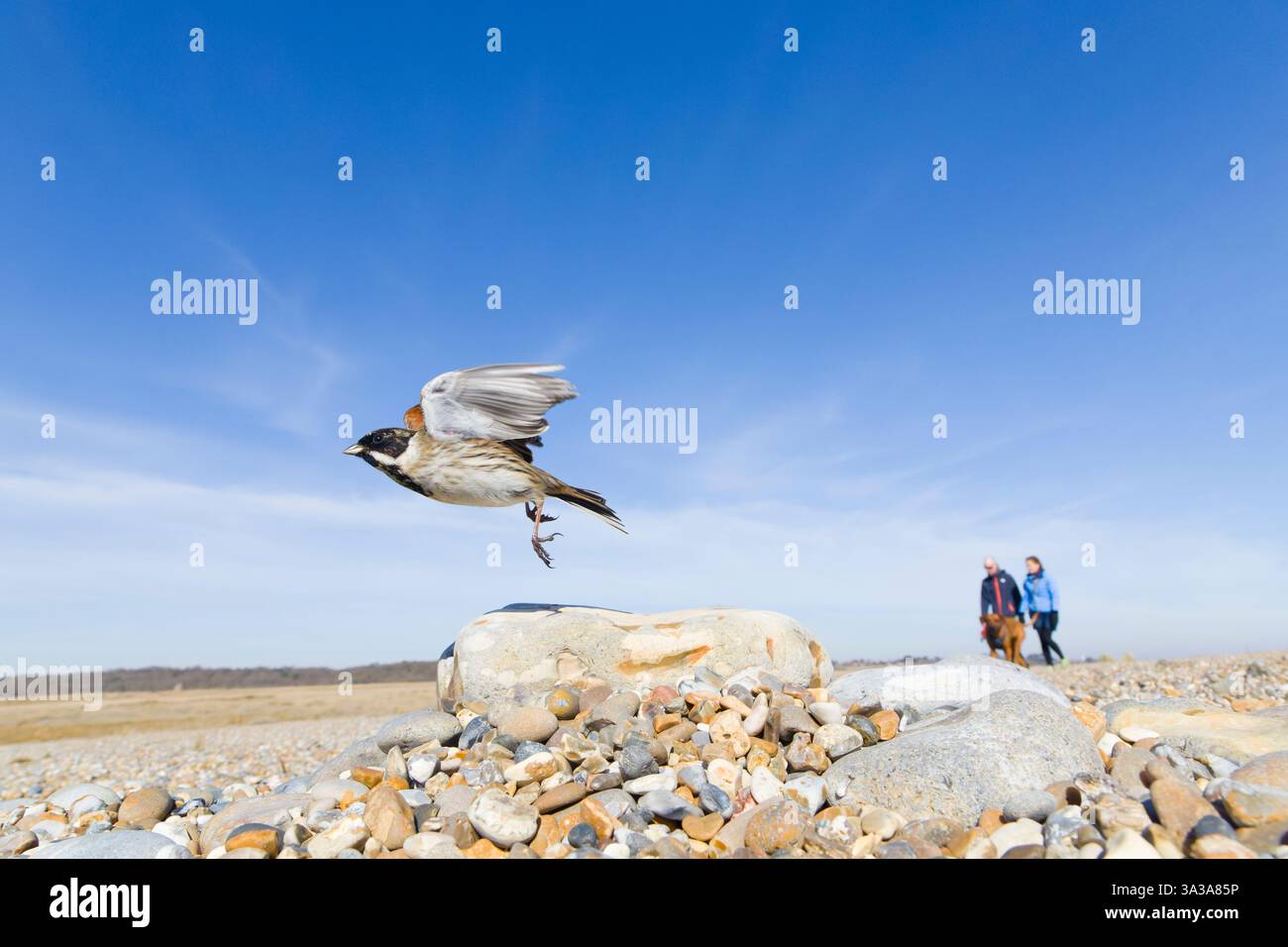 Reed Bunting Emberiza schoeniclus, allevamento di piume adulto maschio che vola dall'avvicinarsi dei cani camminatori sulla spiaggia di ciottoli, Suffolk, Inghilterra, marzo Foto Stock
