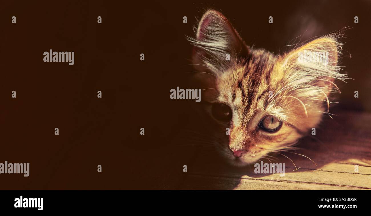 Ritratto di un gatto disteso su un pavimento di legno. Il gatto giace per metà in un'ombra profonda. Striscione orizzontale Foto Stock