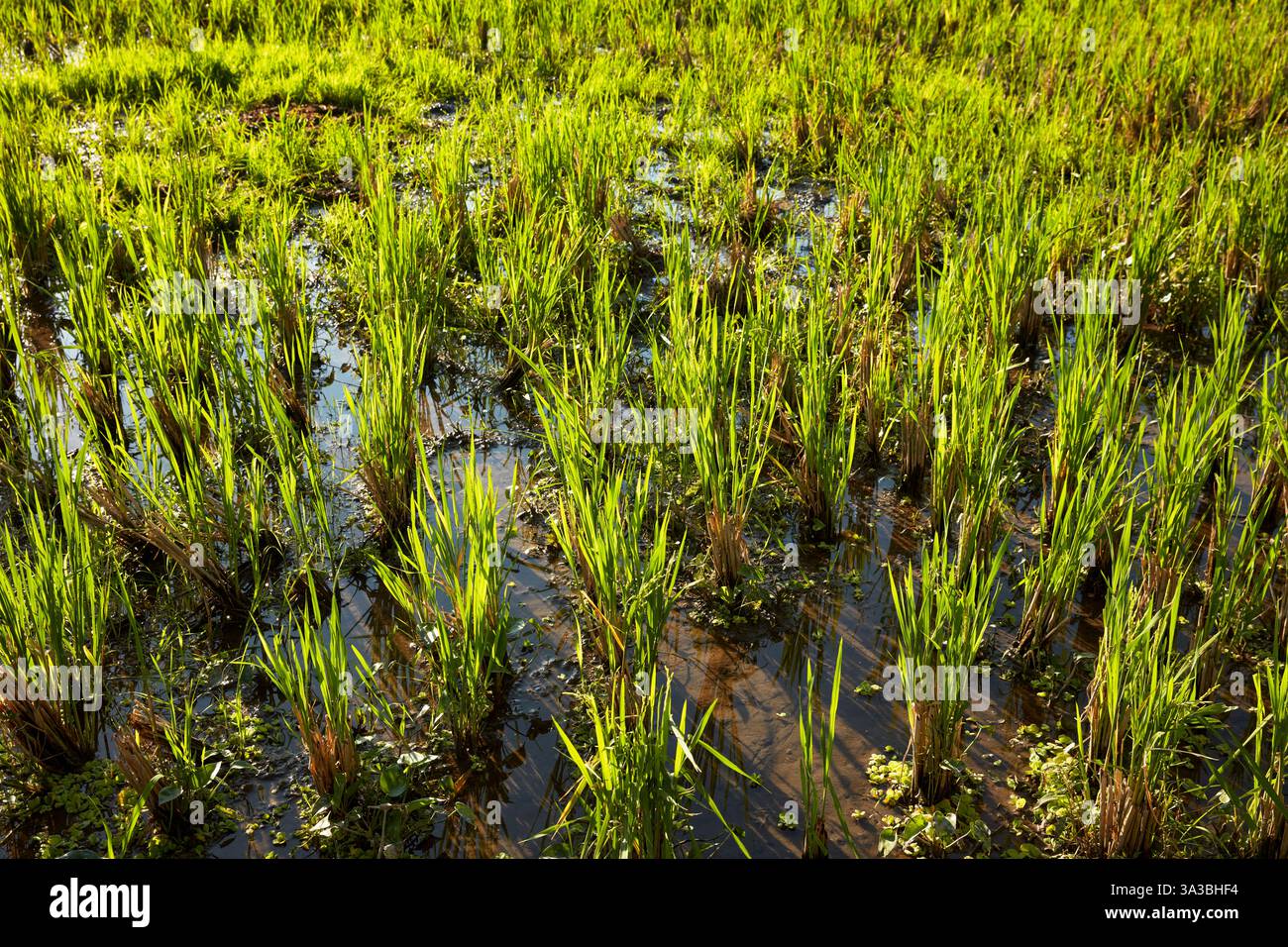 Giovani piante di riso piantate di recente che crescono su una risaia presso il Kajeng Rice Field Trail a Ubud, Bali, Indonesia. Foto Stock
