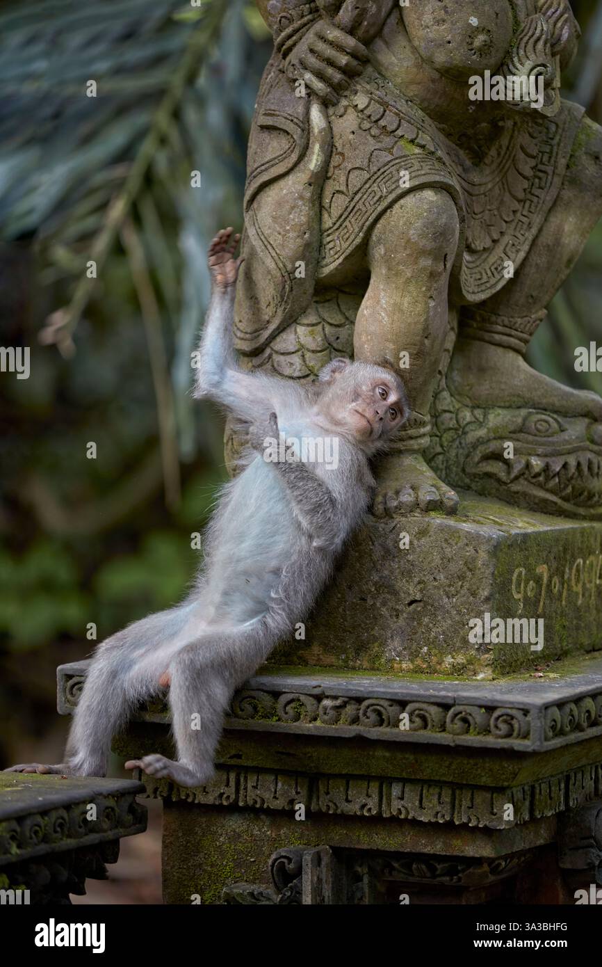 Ritratto di un giovane macaco maschio dalla coda lunga (Macaca fascicularis) in posa presso una statua di pietra nel Santuario della Foresta delle Scimmie Sacre. Ubud, Bali, Indonesia Foto Stock