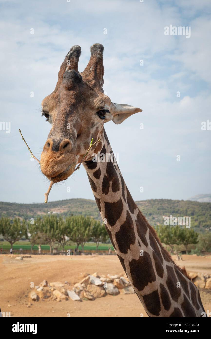 Un paio di giraffe che mangiano piccoli rami in un parco zoologico in Grecia Foto Stock