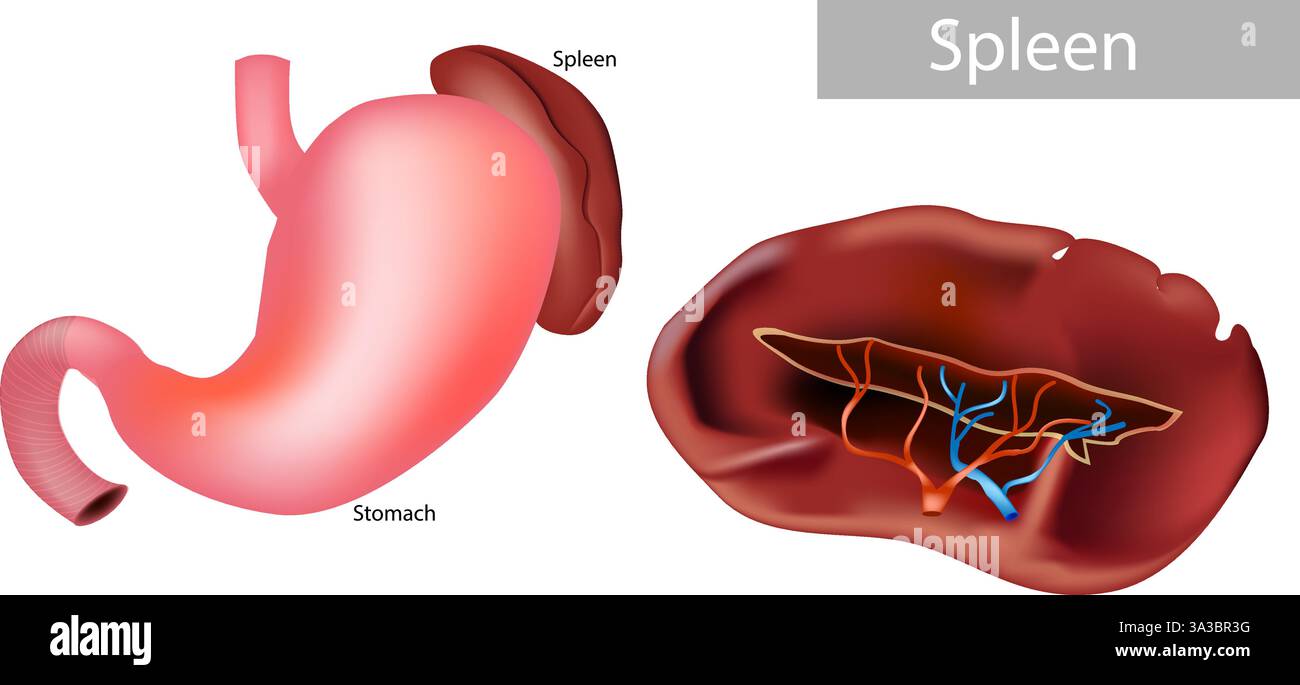 Vista dettagliata dell'anatomia della milza. Illustrazione dello stomaco e della milza dell'apparato digerente umano. Diagramma anatomico di stomaco e milza. Illustrazione Vettoriale