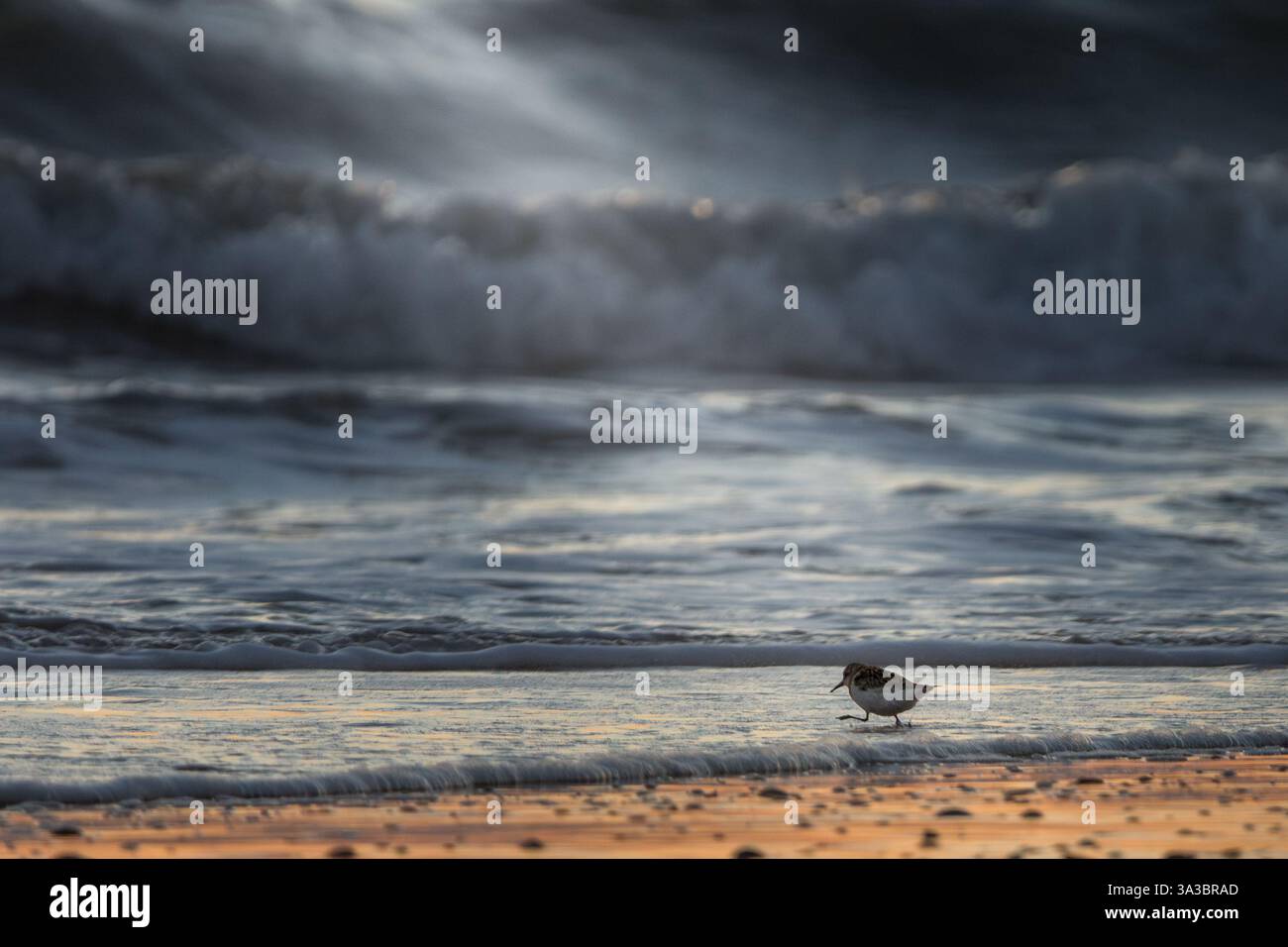 sanderling shorebird corre sulla spiaggia con onde oceaniche sullo sfondo Foto Stock