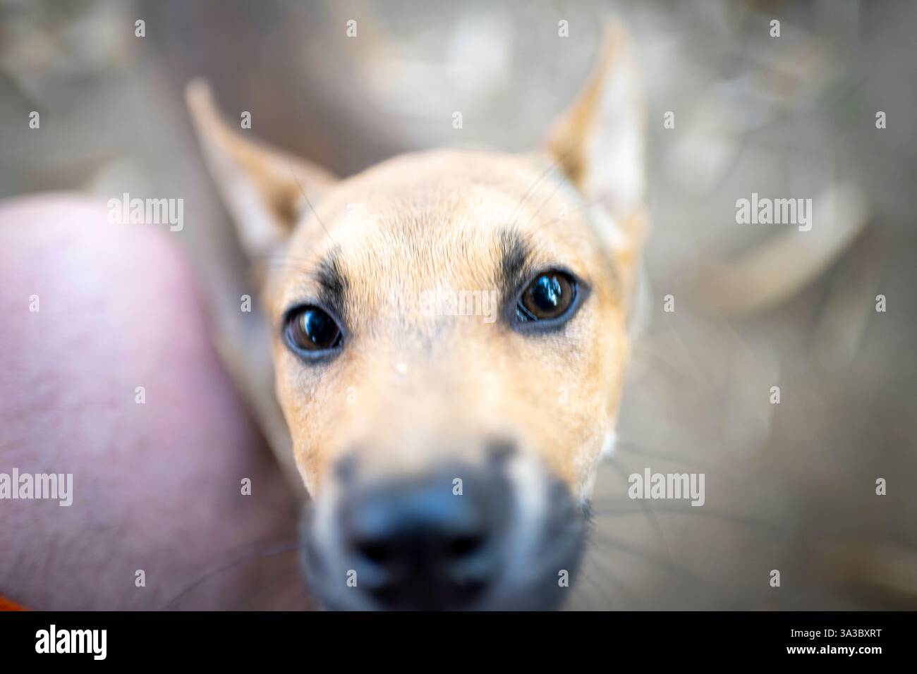 Cani da villaggio simpatici, adorabili e giocosi, con espressioni carine, venite a salutare le persone che camminano nelle aree rurali vicino a una piccola fattoria. Foto Stock