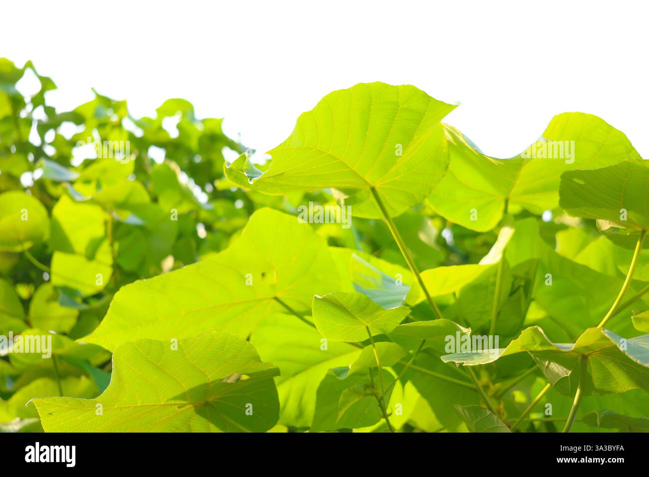 Un primo piano di foglie verdi sotto i raggi del sole è adatto a progetti sul tema della natura e del design ecologico. Foto Stock