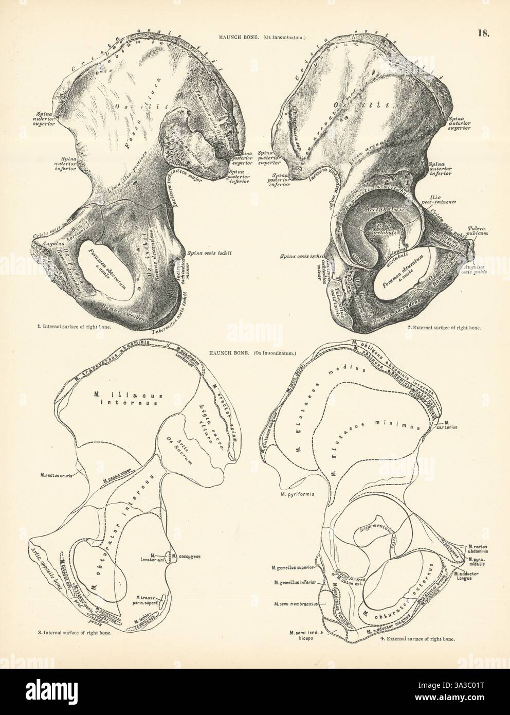 Anatomia. Haunch Bone 1880 vecchia foto vintage Foto Stock