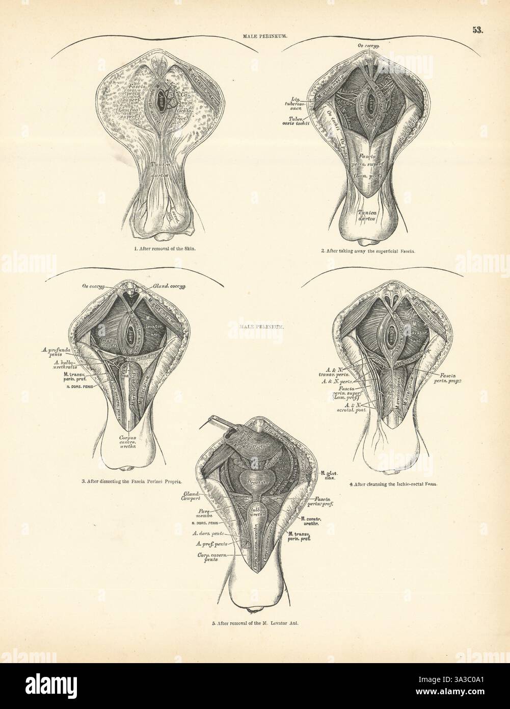 Anatomia. Perineo maschile 1880 vecchia foto vintage vintage Foto Stock
