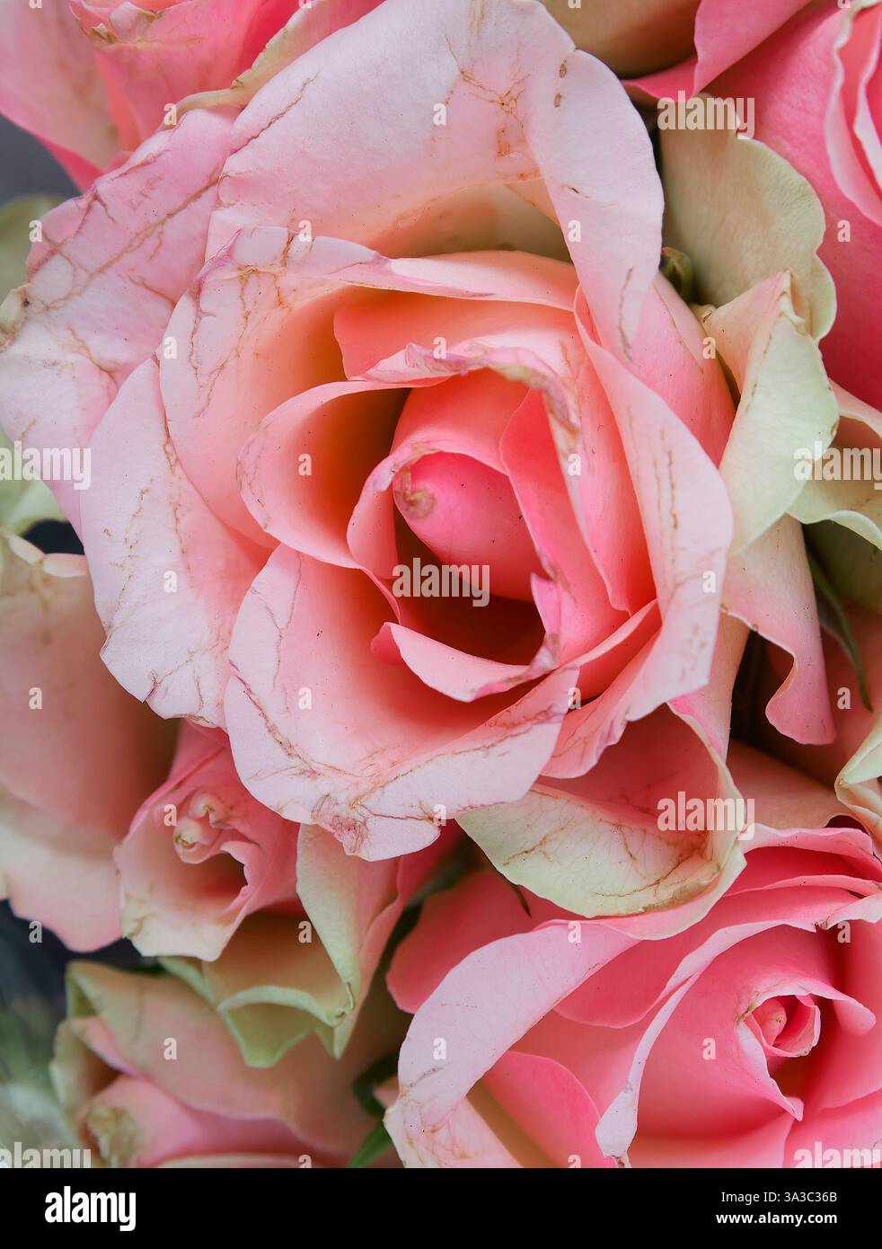 "Splendide rose rosa per la festa della mamma" Foto Stock