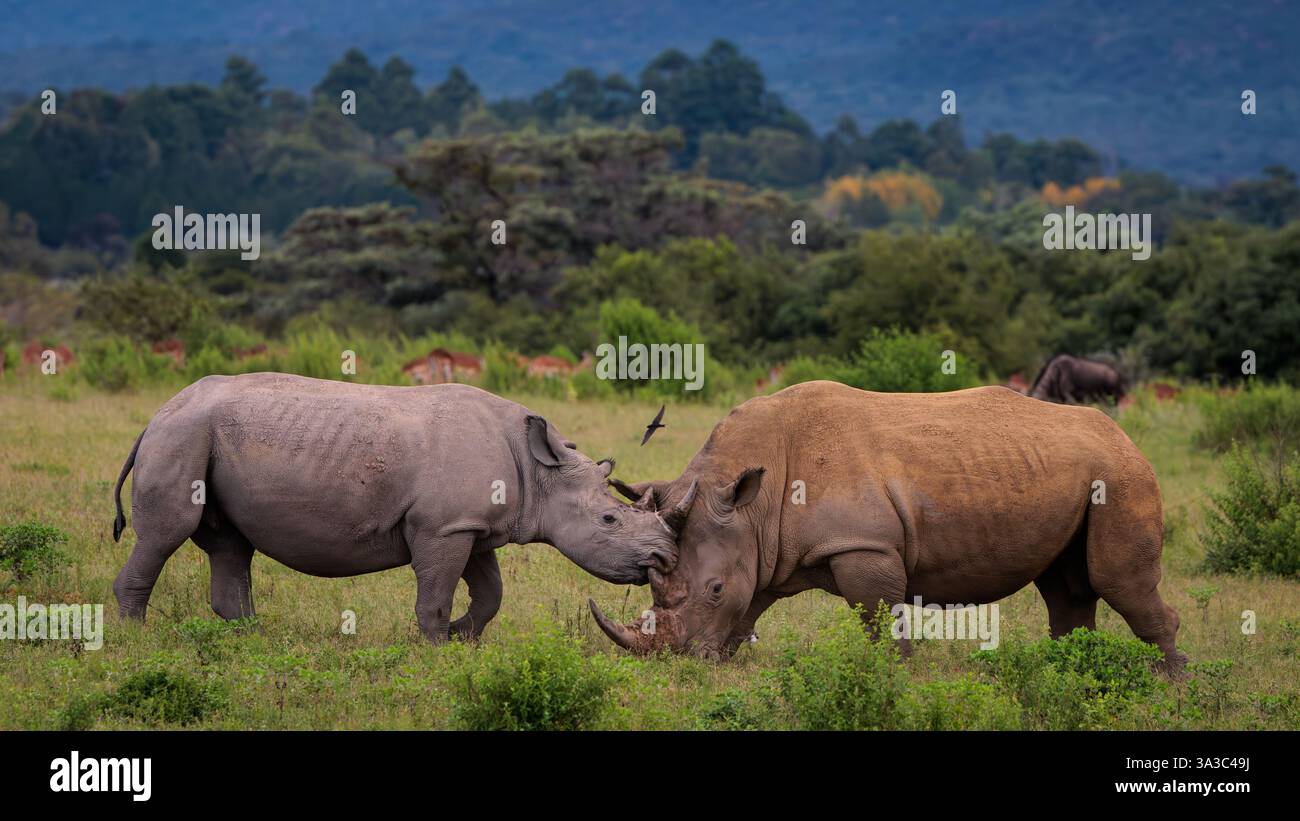 rinoceronti nel cespuglio Foto Stock