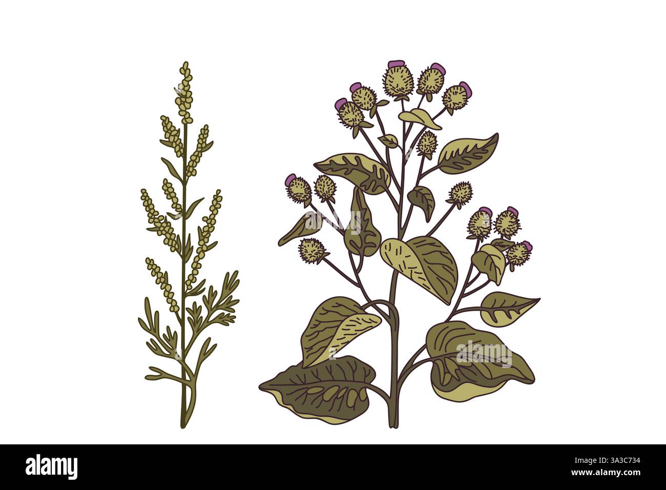 Botannic Isolate Piante officinali disegno Immagini Vettoriali Stock - Alamy