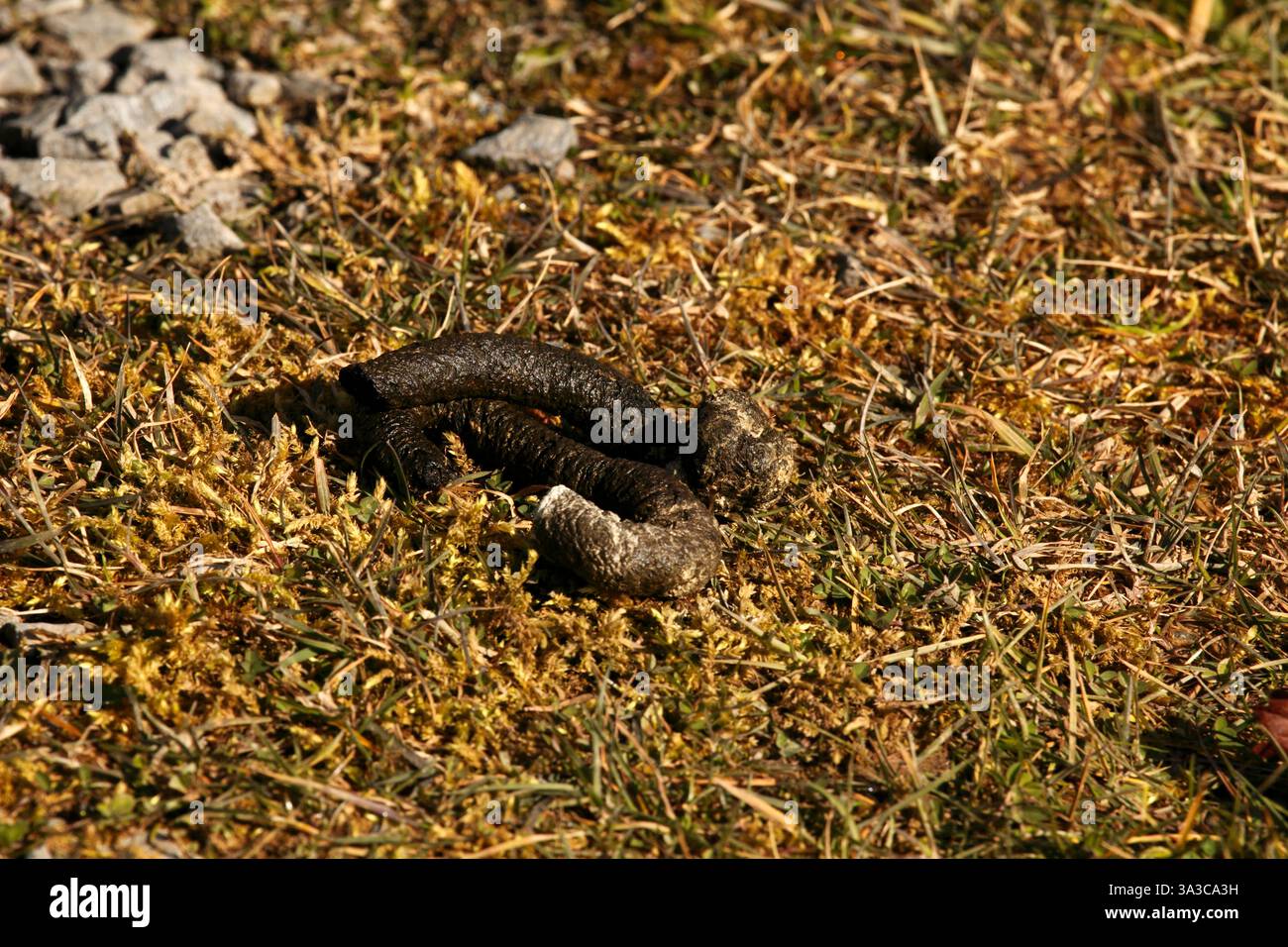Cacca Riccio Feci di riccio immagini e fotografie stock ad alta risoluzione - Alamy