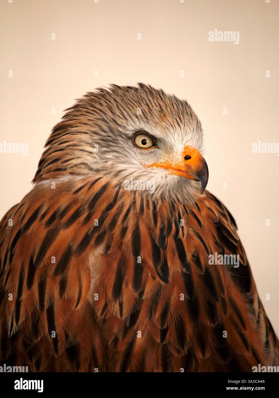 Aquilone rosso. Milvus milvus. Foto Stock