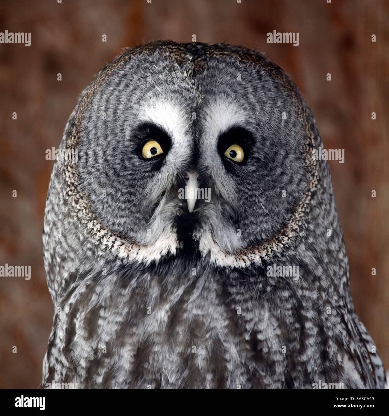 Grande grigio allocco (Strix nebulosa) Foto Stock