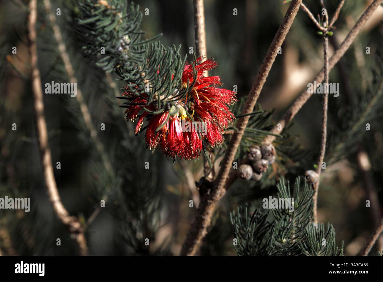 Fiori di Melaleuca quadrifida. Arbusto subtropicale dell'Australia sud-occidentale. syn Calothamnus quadrifidus. Pennello a bottiglia su un solo lato. Foto Stock