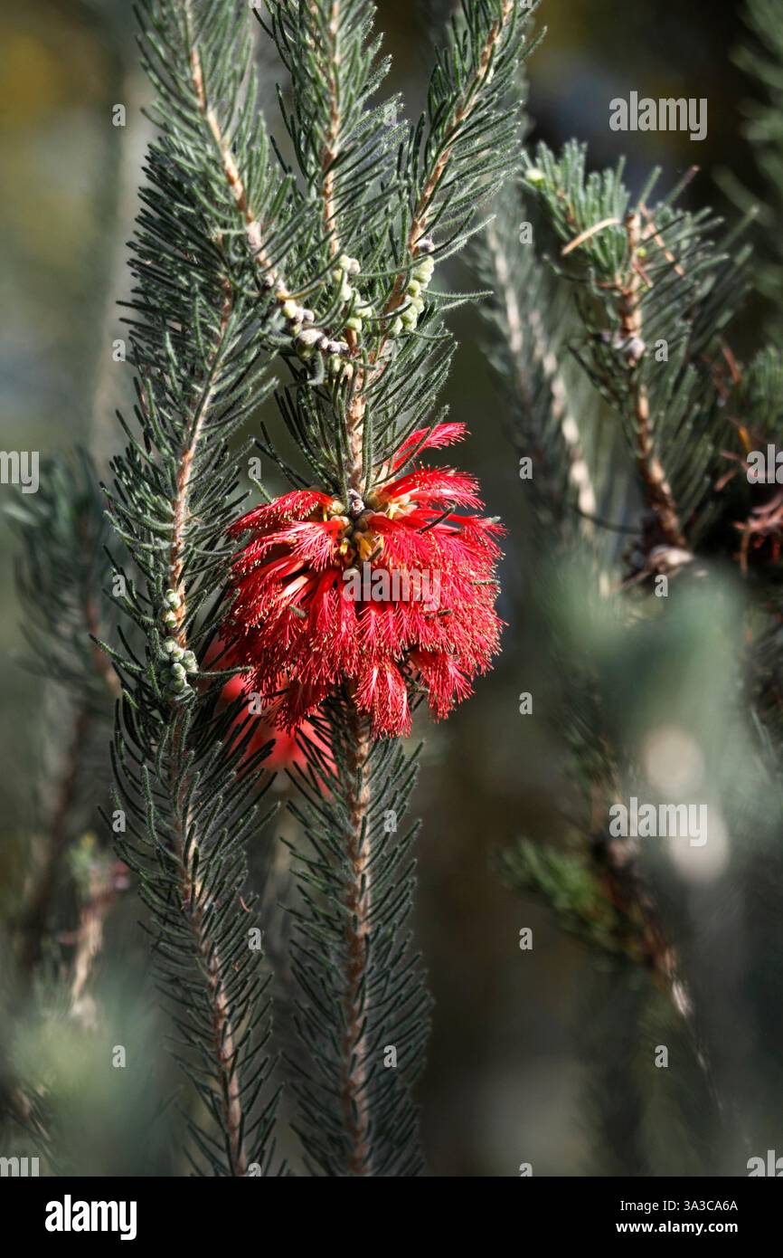 Fiori di Melaleuca quadrifida. Arbusto subtropicale dell'Australia sud-occidentale. syn Calothamnus quadrifidus. Pennello a bottiglia su un solo lato. Foto Stock
