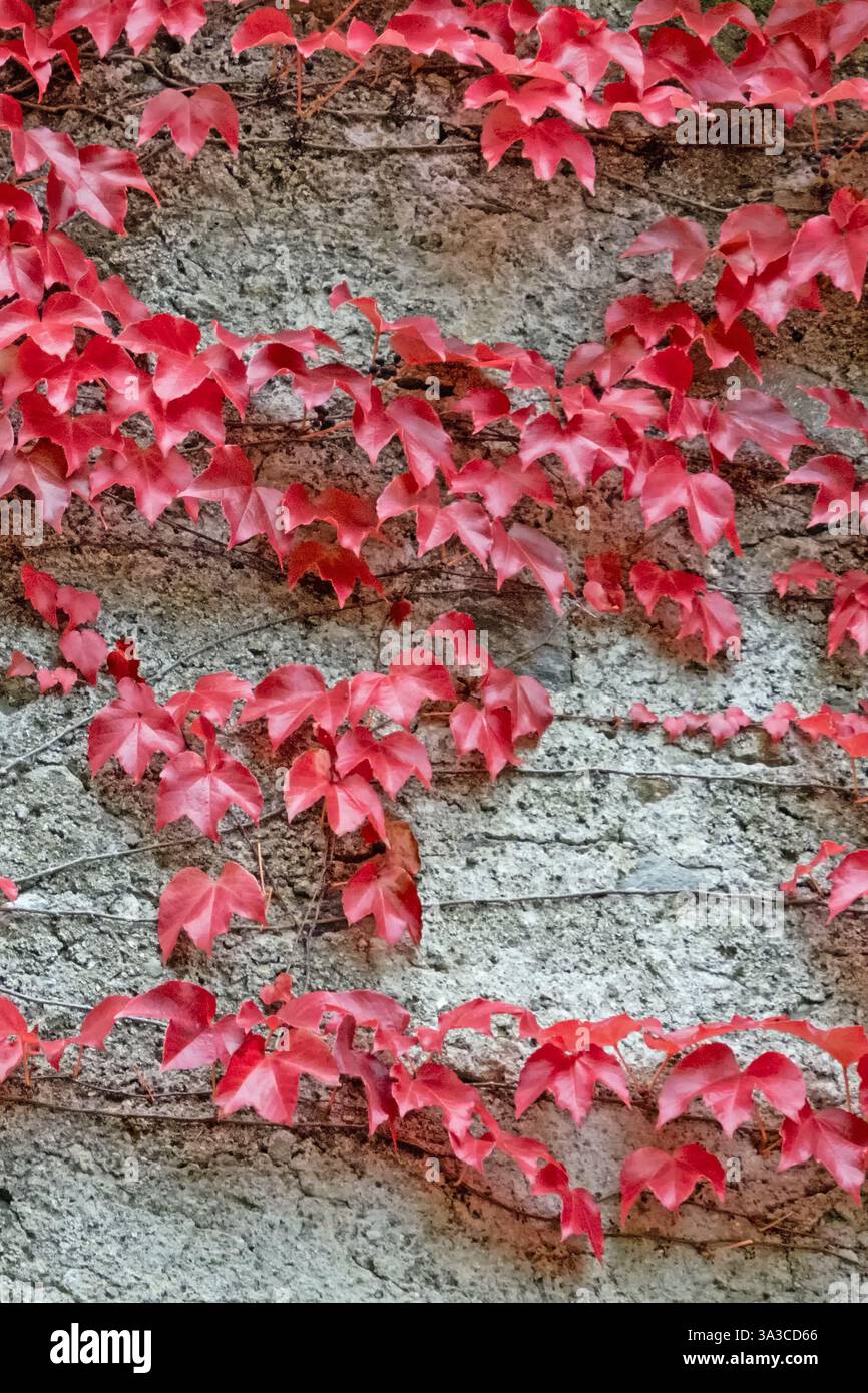 Le viti con foglie rosse di vite selvatica crescono su una parete di cemento grezzo Foto Stock