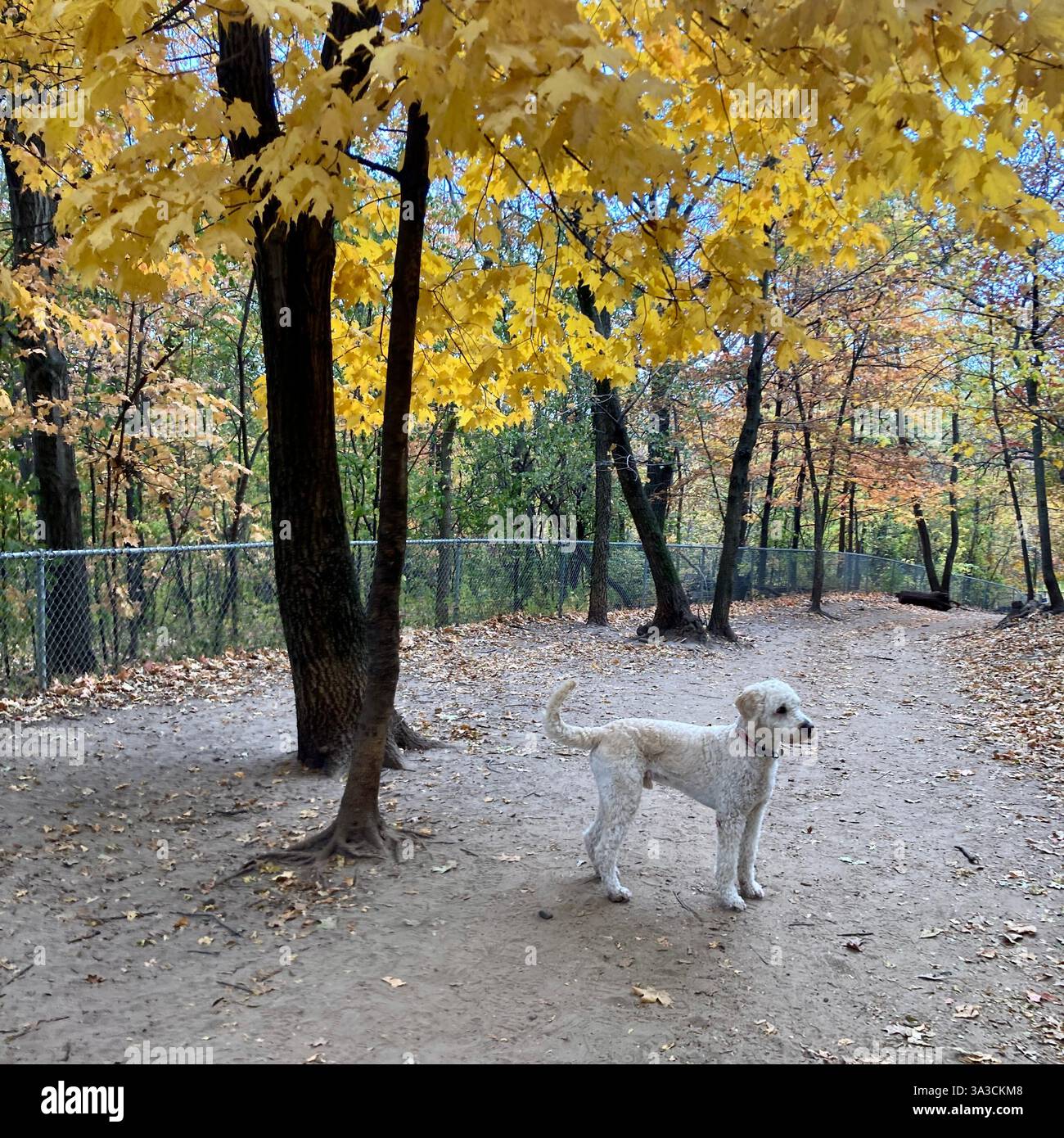 I colori autunnali sono in mostra a Minneapolis, Minnesota, Stati Uniti. Foto Stock