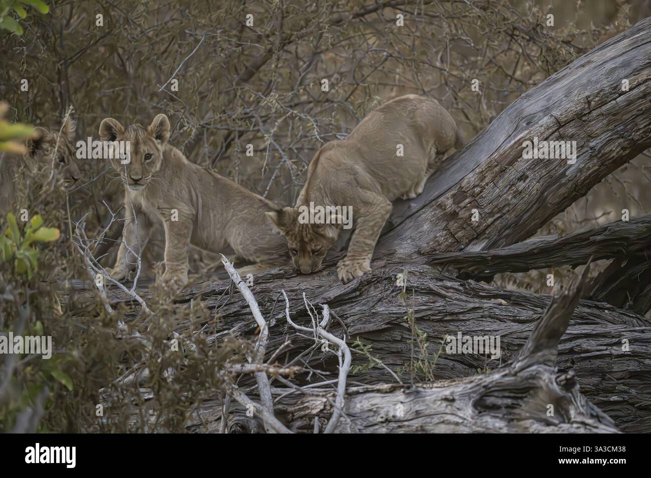 Cuccioli di leoni (Panthera leo juvenil) che si arrampicano sul tronco dell'albero, riserva privata di caccia Hyena Pan, area del fiume Khwai, Delta dell'Okavango, Maun, Botswana, Africa Foto Stock