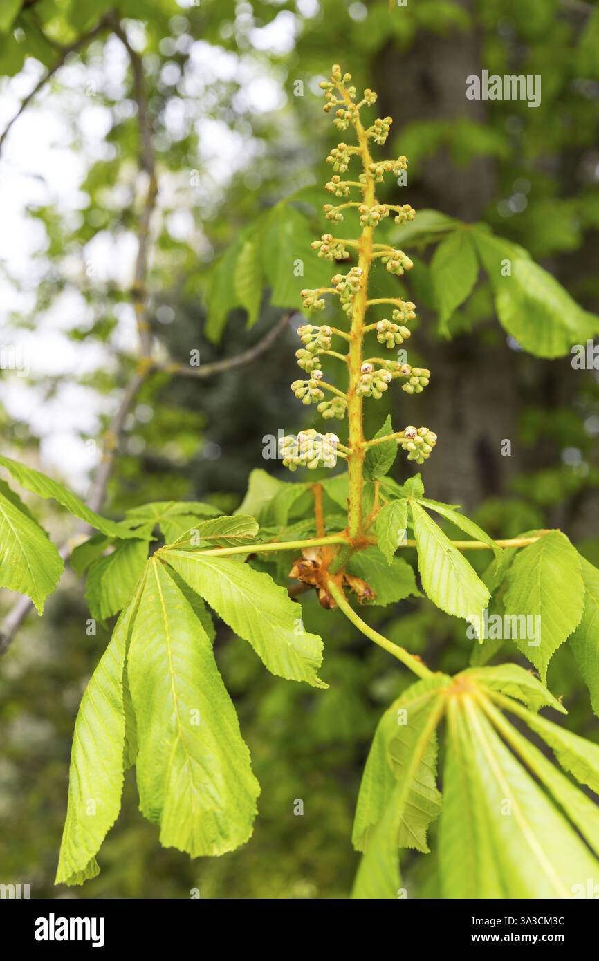 Infiorescenza simile a una candela di ippocastano (esculus) con gemme in primavera, Sassonia, Germania, Europa Foto Stock
