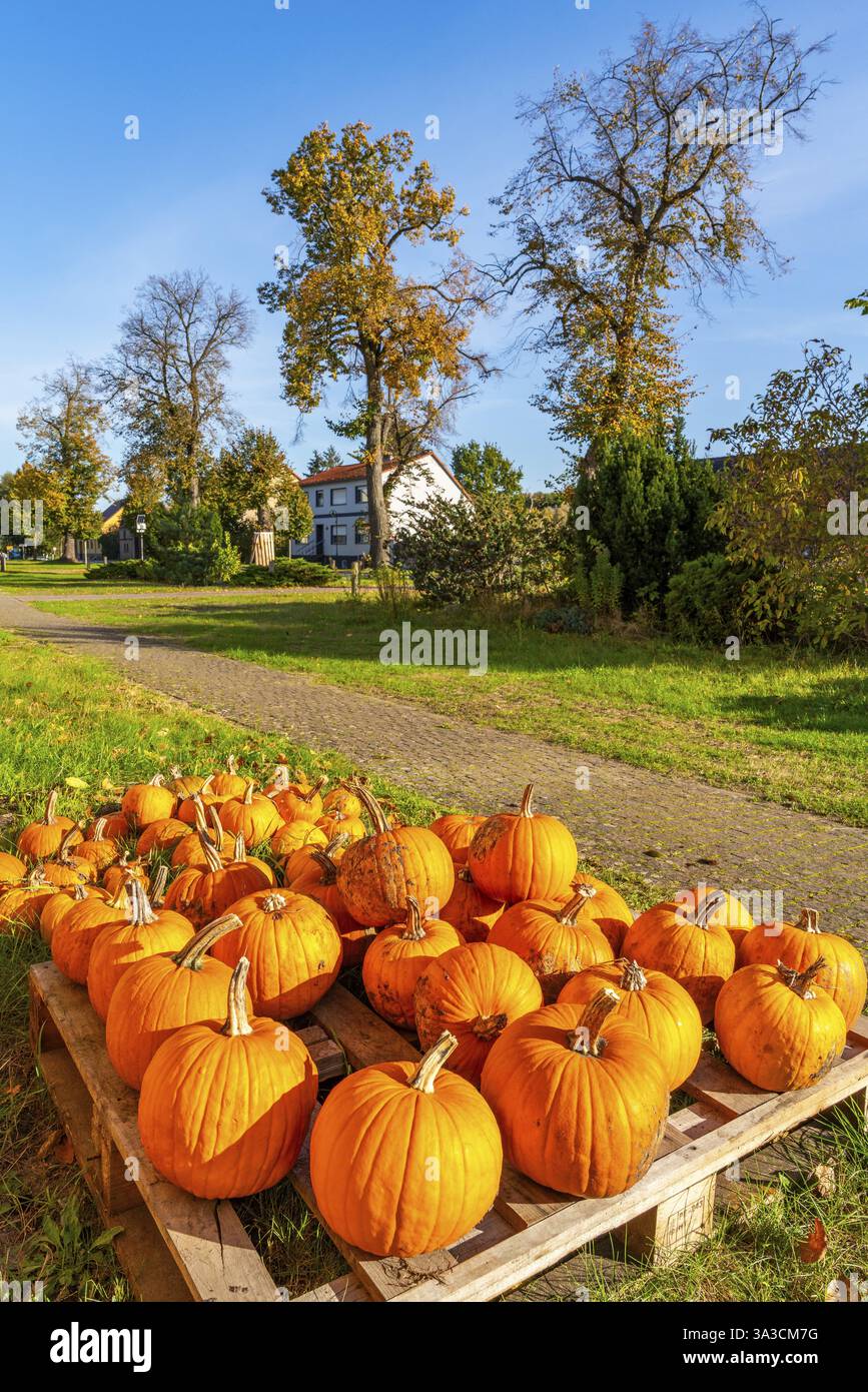 Le zucche mature si trovano su un pallet di fronte a un negozio agricolo nel villaggio di Rieben vicino a Beelitz, Flaeming, Brandeburgo, Germania, Europa Foto Stock