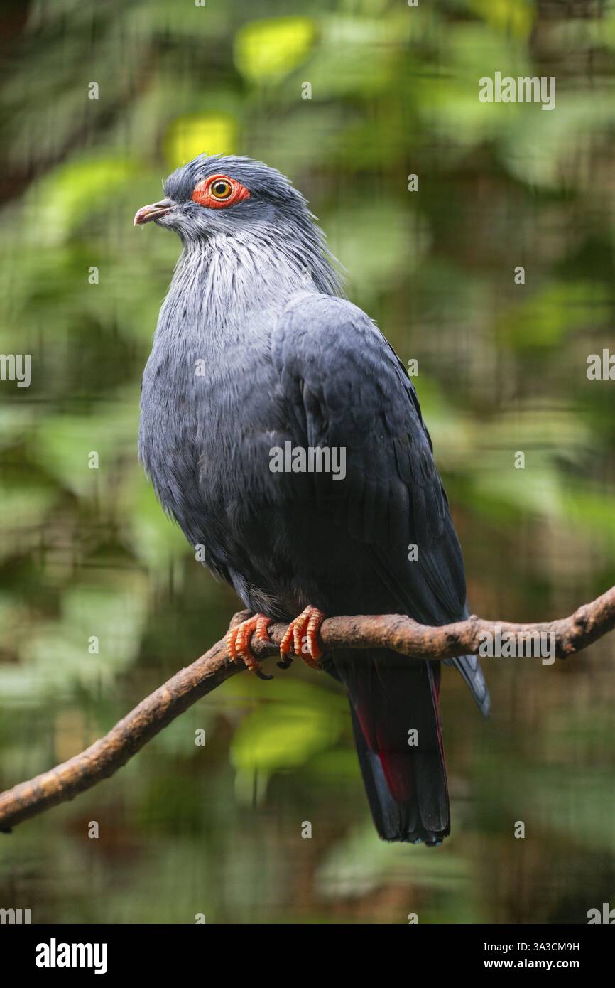 Madagascar Blue-Pigeon (Alectroenas madagascariensis), prigioniero, Germania, Europa Foto Stock