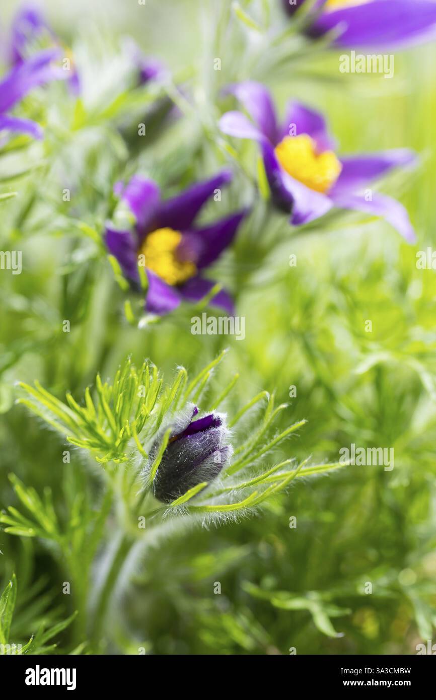 Fiore di pascià (Pulsatilla) in fiore, presenza naturale nella riserva naturale di Wachtelberg, Wurzen, Sassonia, Germania, Europa Foto Stock