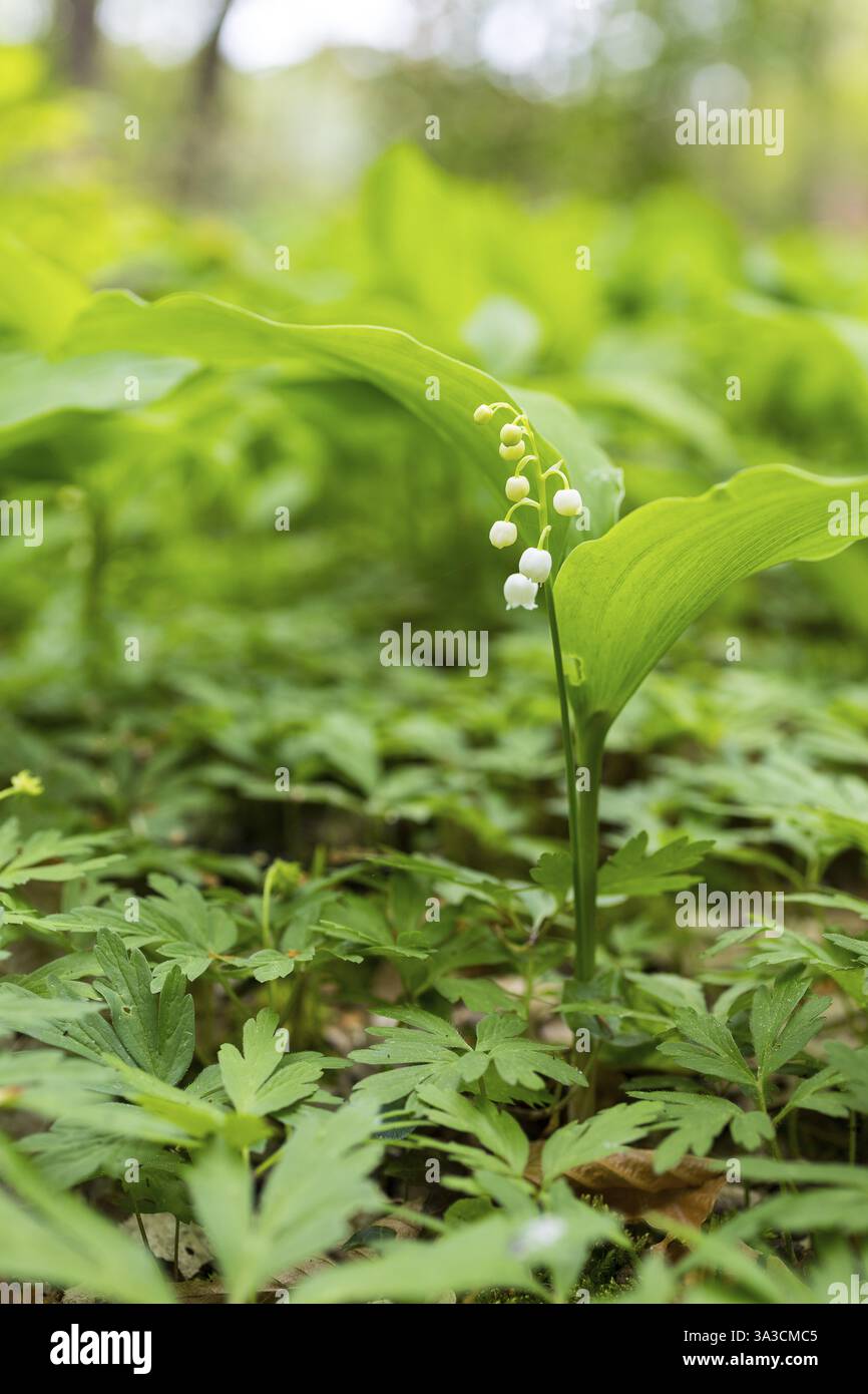 Giglio fiorito della valle (Convallaria majalis) nella foresta vicino a Moritzburg, Sassonia, Germania, Europa Foto Stock