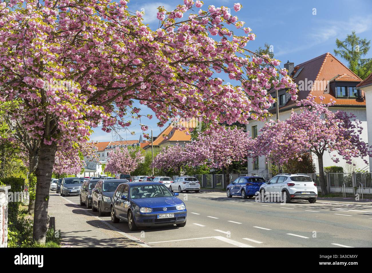 Fiore di ciliegio in primavera, il ciliegio ornamentale giapponese (Prunus serrulata) fiorisce di rosa sulla Holzhaeuser Strasse a Stoetteritz, Lipsia, Sassonia, Germania Foto Stock