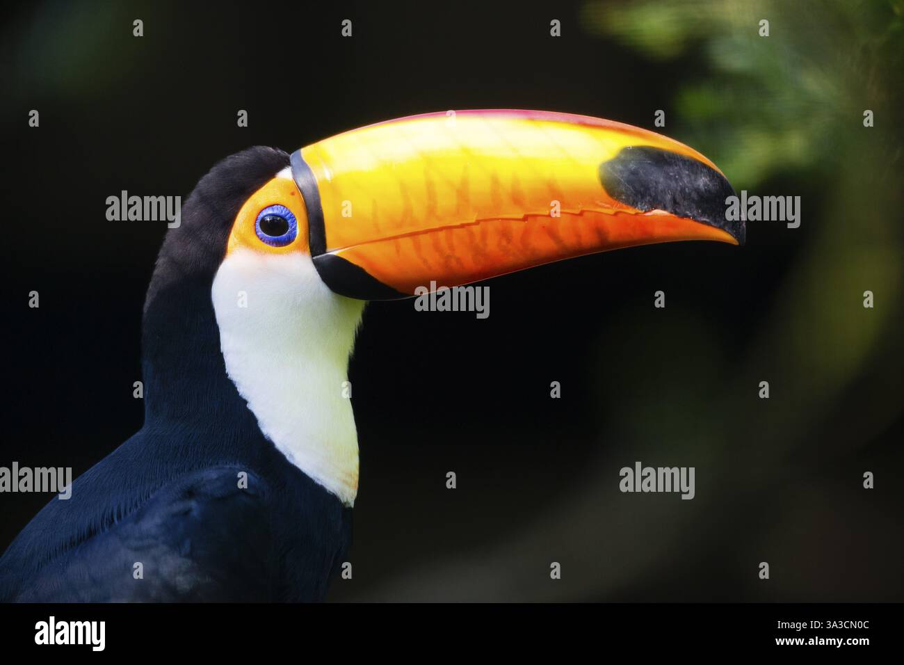 Toco Toucan (Ramphastos toco), ritratto di un uccello maschio adulto, che mostra una banconota massiccia, prigioniero, Germania, Europa Foto Stock