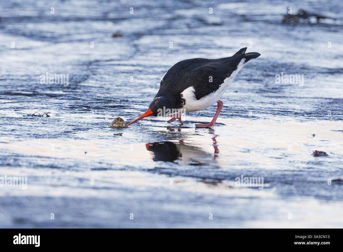 Oystercatcher eurasiatico (Haematopus ostralegus), uccello adulto che cerca di fare leva su una conchiglia di caramello aperta, costa del Northumberland, Inghilterra, Regno Unito, Europa Foto Stock