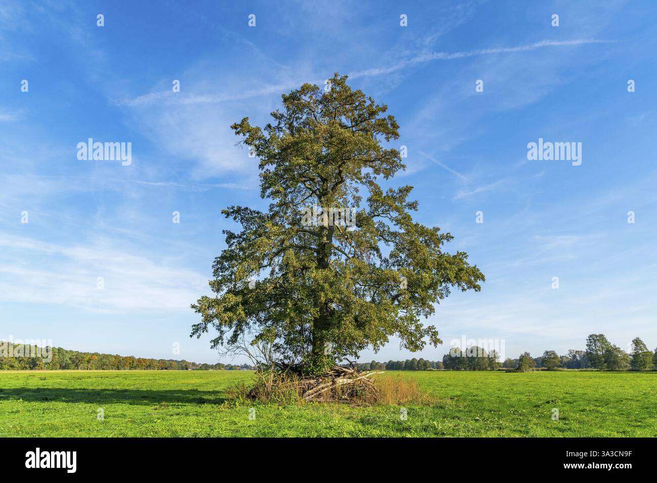 Un unico grande albero deciduo si trova in un grande campo nella Baruther Urstromtal, Flaeming, Brandeburgo, Germania, Europa Foto Stock