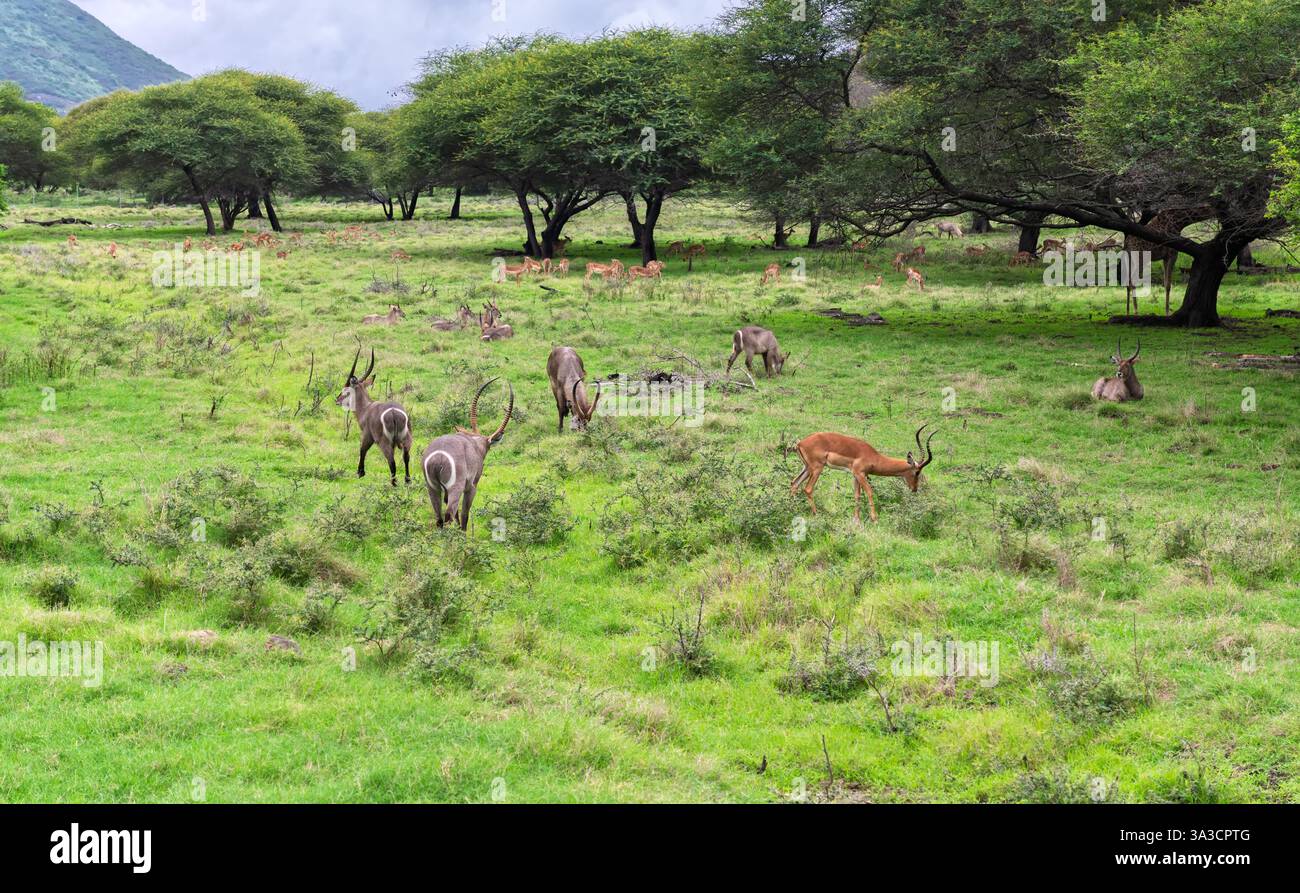 Antilopi e gazzelle selvatiche in habitat naturali specie miste di antilopi che condividono prati sotto alberi di acacia in africa. Riserva naturale africana Savanna. Foto Stock
